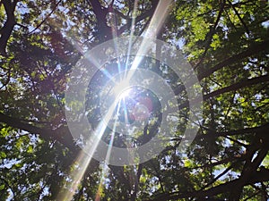 sunlight passes through the trees leaves nature