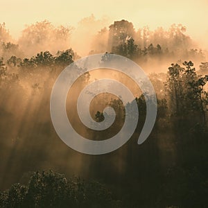 Sunlight passes through trees