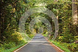 Sunlight passing through green forest onto narrow paved rural road