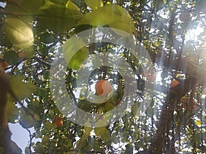 Citrus medica fruit commonly called as Kimb