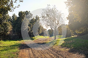 Sunlight On Path In Etna Park, Sicily photo