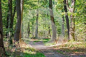 Sunlight on the path in the forest