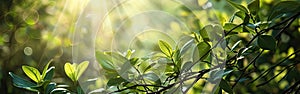 Sunlight Peeking Through Leaves of Tree