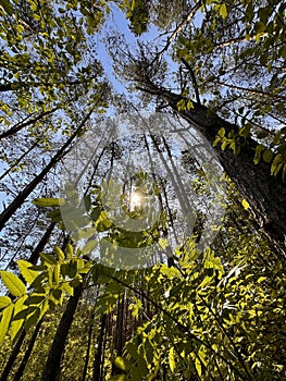 Sunlight Peeking Through a Lush Forest Canopy - POLAND