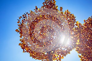 Sunlight penetrate autumn tree with blue sky