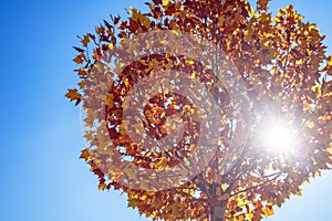 Sunlight penetrate autumn tree with blue sky