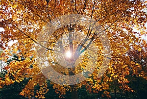 Sunlight penetrate autumn tree photo