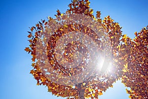 Sunlight penetrate autumn tree with blue sky photo