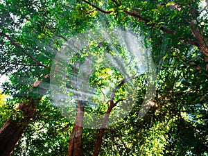 The sunlight penetrates the green tree branches of the forest