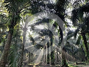 Sunlight penetrates through between tightly planted palm trees