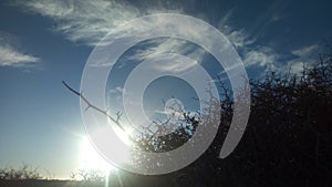 Sunlight penetrating a dry tree