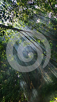 Sunlight Penetrating Through Trees Over Forest Background photo