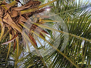 Sunlight penetration from the coconut tree in Sipadan Island, Semporna. Sabah, Malaysia. Borneo.