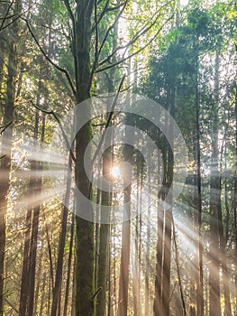 Sunlight pictured through forest trees
