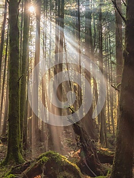 Sunlight pictured through forest trees