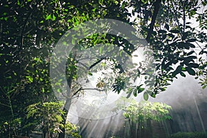 Sunlight pierced the dew between the trees