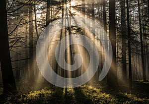 Sunlight pierces through a dense forest, casting dramatic rays
