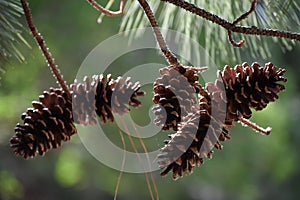 Sunlight on Pine cones in East Texas