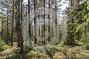 Sunlight in pine forest in Sweden