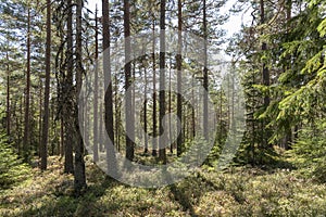 Sunlight in pine forest in Sweden photo