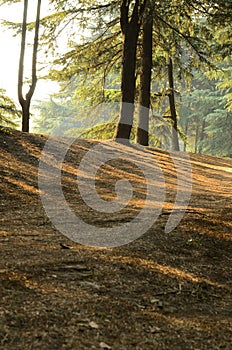 Sunlight into Pine Forests