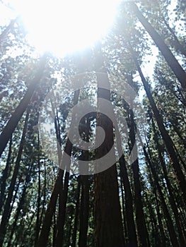 Sunlight and pine forests