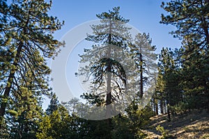 Sunlight through Pine Trees in Mountains