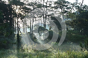 Sunlight in pineforest photo