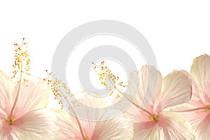 Sunlight pink hibiscus flower border background