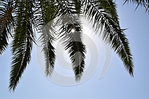 Sunlight through plam tree leaves