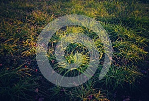 A beautiful sunglow on a grass