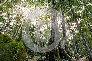 Sunlight in the rainforest, Phu Hin Rong Kla, Thailand