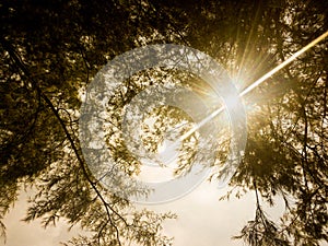 The sunlight through the ranches of a covered photo