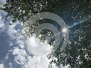 Sunlight ray shines through black afara tree`s green leaves with bright blue sky