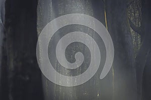 Sunlight rays Filtering Through Forest Trees