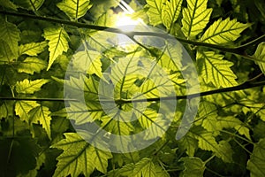 sunlight rays penetrating leaf cells, showcasing photosynthesis