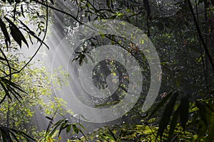 Sunlight rays pour through leaves in a rainforest at Sinharaja F