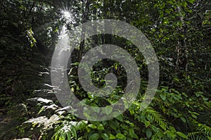 Sunlight rays pour through leaves in a rainforest at Sinharaja F