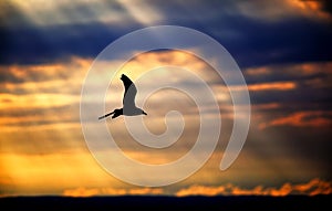 Sunlight rays with seagull