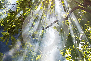 Sunlight Rays Streaming Through Trees