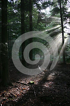 Sunlight reaching forest floor