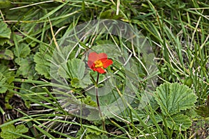 Sunlight Red Geum or avens flowers in glade, Rila mountain