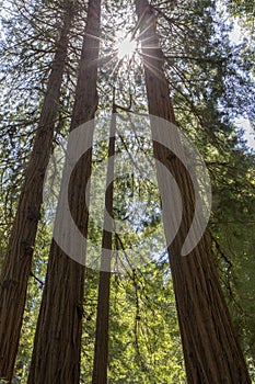 Sunlight Through Redwoods.