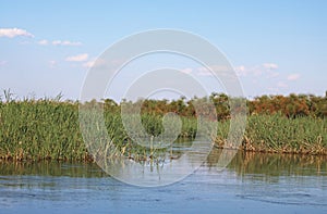 SUNLIGHT ON REEDS IN THE KAVANGO RIVER