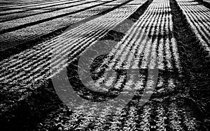 Crops in Camarillo photo