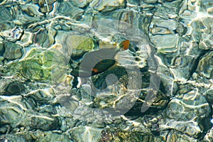 Sunlight refraction and reflection from seawater surface on shallow seabed next to coral reef on tropical island.