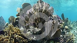 Sunlight Ripples on Beautiful Gorgonians in Caribbean