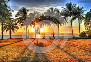 Sunlight rising behind palm trees in HDR, Port Douglas, Australia