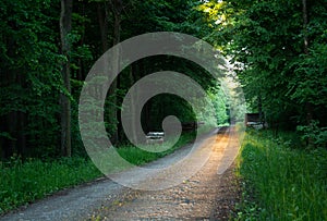 Sunlight on the road through the forest