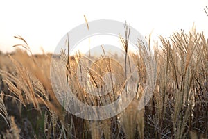 A sunlight seen throung delicate spicas grass